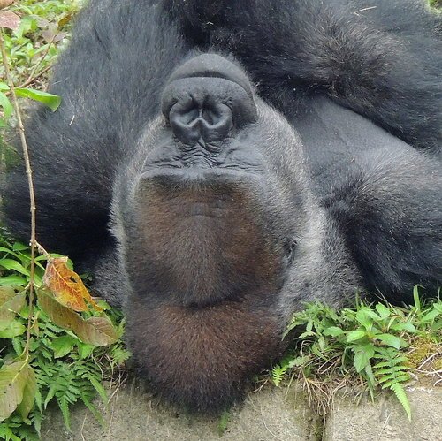 去給動物看