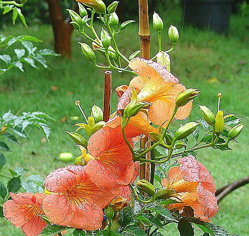 雨中花