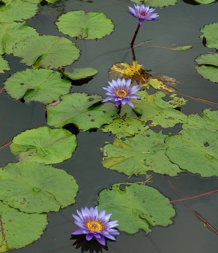 花開在六月