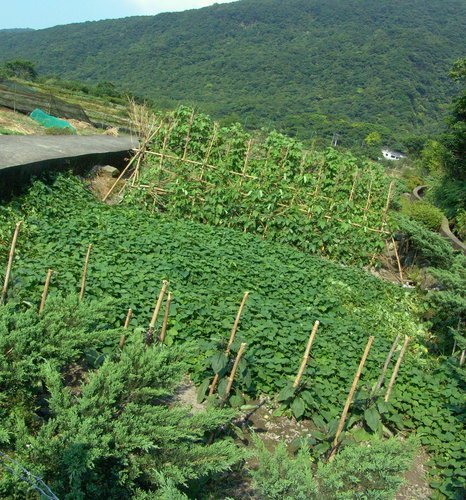 八煙聚落...田園