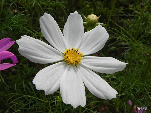 DSCN6781