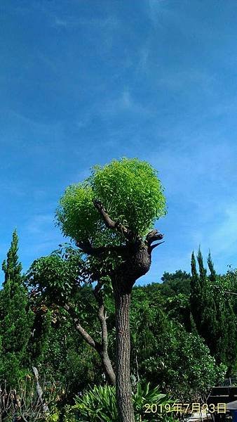 笑看白雲變滄狗