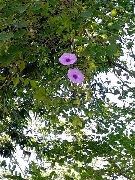 牽牛花樂於向高處攀登