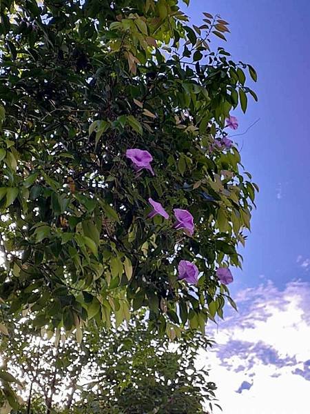 牽牛花樂於向高處攀登