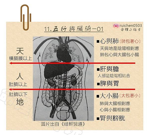 11.五行與臟腑01.jpg