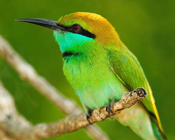 Macro-photography-of-green-bird_1280x1024