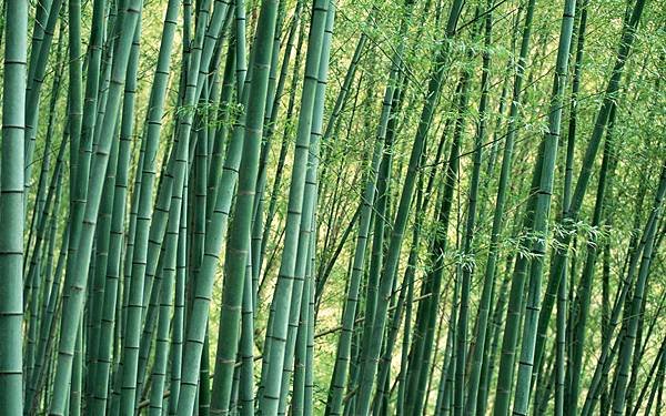 1920Bamboo_1011