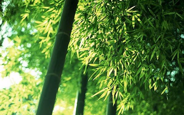 1920Bamboo_1025