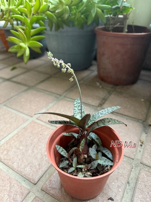 【植物】小巧可愛的油點百合