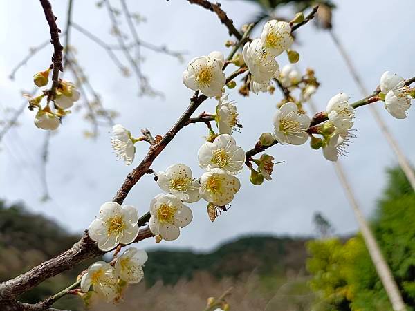112/12/27-28南投信義東埔二日遊D1~賞梅~彩虹瀑