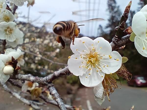 112/12/27-28南投信義東埔二日遊D1~賞梅~彩虹瀑