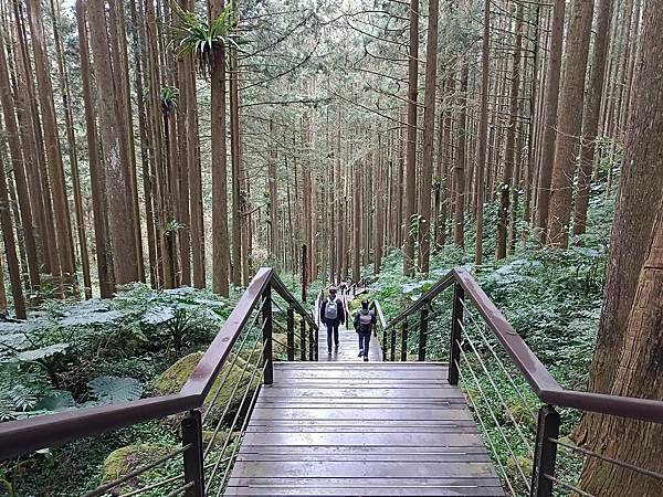 113/01/24奮起湖賞櫻花