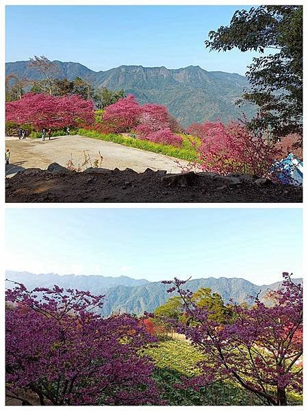 113/01/26阿本農場賞櫻花