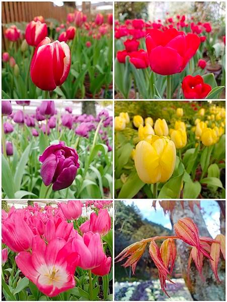 113/03/03-04杉林溪賞櫻花