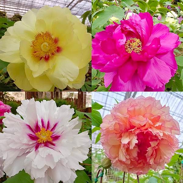 113/03/03-04杉林溪賞櫻花