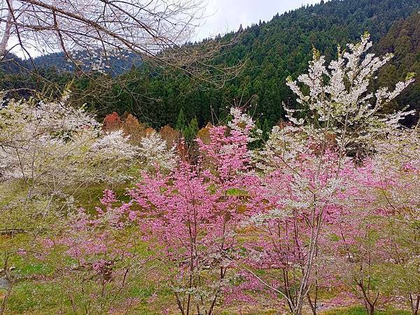 113/03/03-04杉林溪賞櫻花