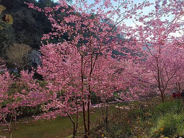 113/03/03-04杉林溪賞櫻花