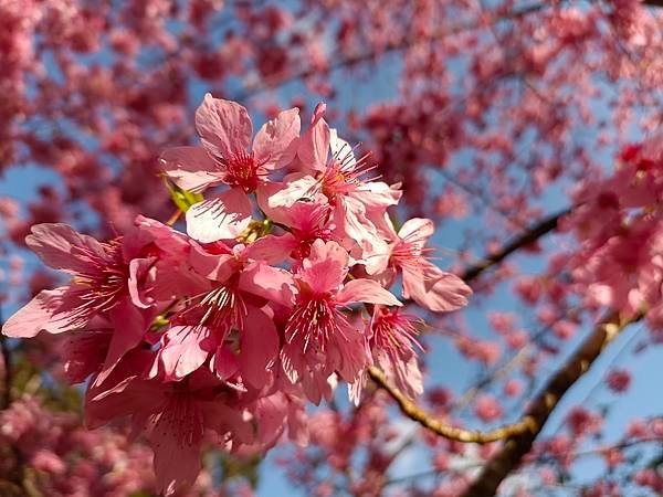 113/03/03-04杉林溪賞櫻花
