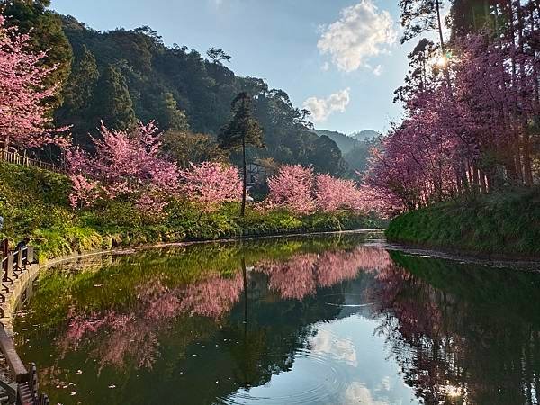 113/03/03-04杉林溪賞櫻花