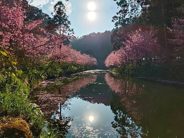 113/03/03-04杉林溪賞櫻花