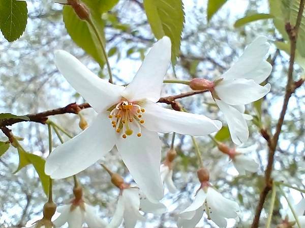 113/03/03-04杉林溪賞櫻花
