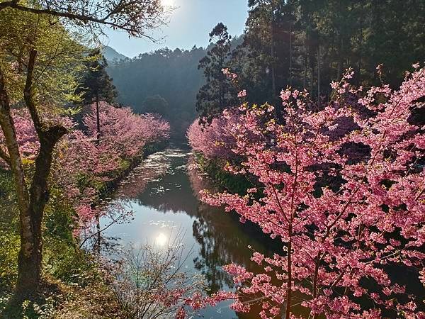 113/03/03-04杉林溪賞櫻花