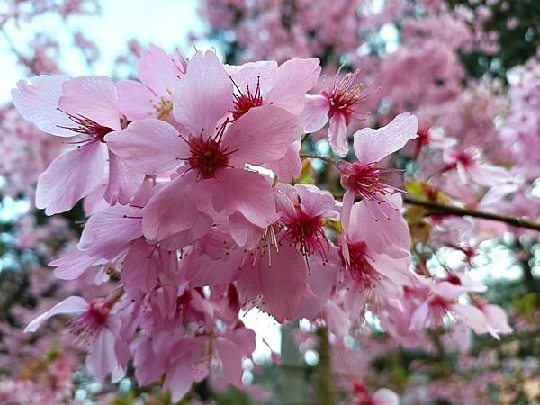 113/03/03-04杉林溪賞櫻花