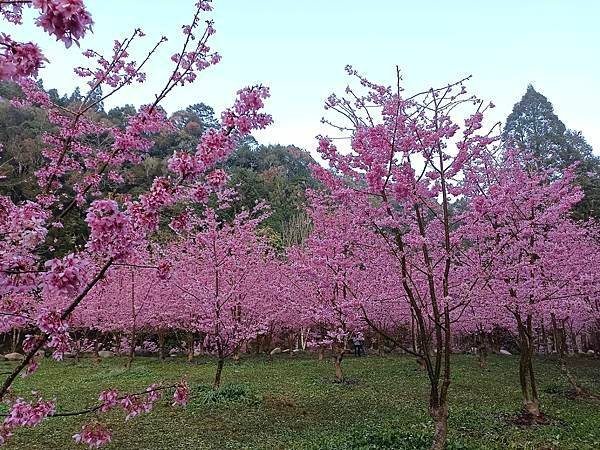 113/03/03-04杉林溪賞櫻花