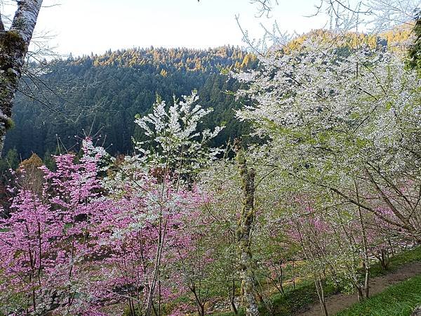 113/03/03-04杉林溪賞櫻花