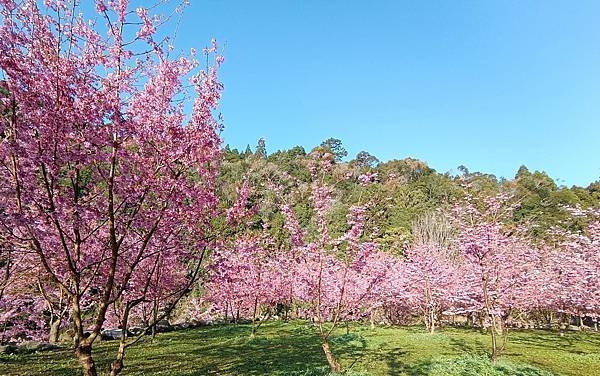 113/03/03-04杉林溪賞櫻花