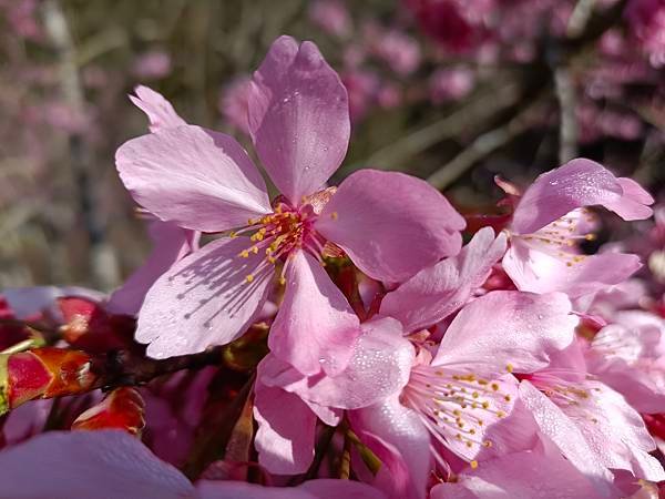 113/03/03-04杉林溪賞櫻花