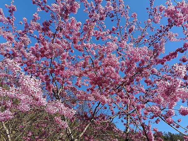 113/03/03-04杉林溪賞櫻花
