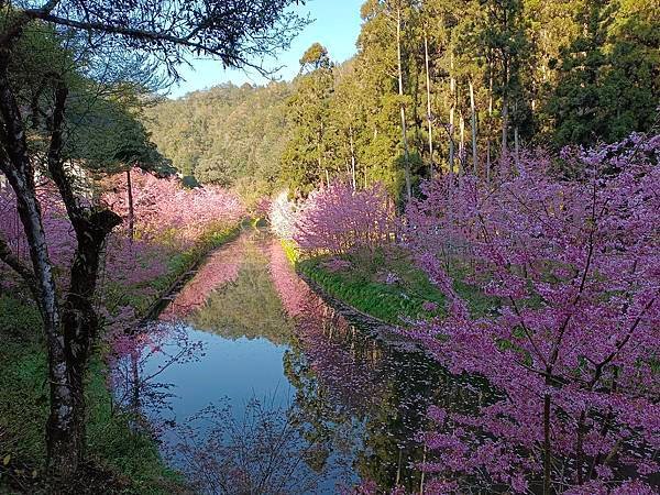 113/03/03-04杉林溪賞櫻花