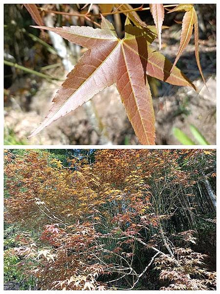 113/03/03-04杉林溪賞櫻花
