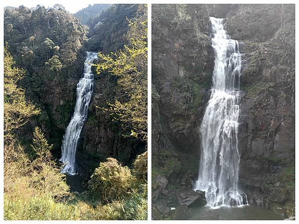 113/03/03-04杉林溪賞櫻花