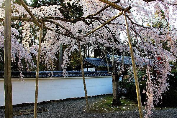 日本-醒醐寺(垂柳櫻).jpg