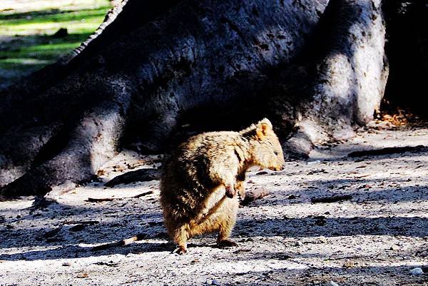 澳洲-羅特尼斯島(Quokka).JPG