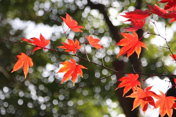 Komyoji_034.JPG