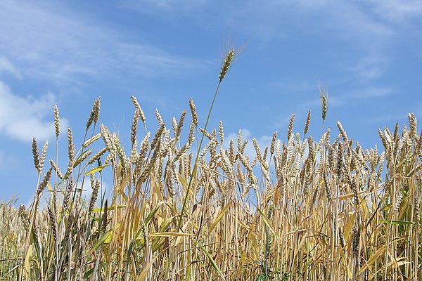 IMG_3804.JPG