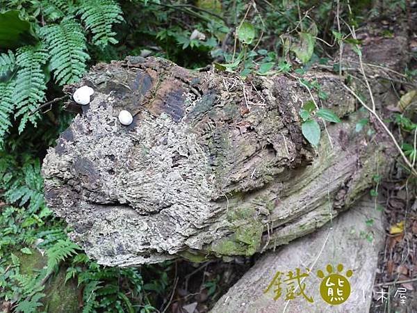 【鐵熊‧勇腳無敵】獅頭山風景區