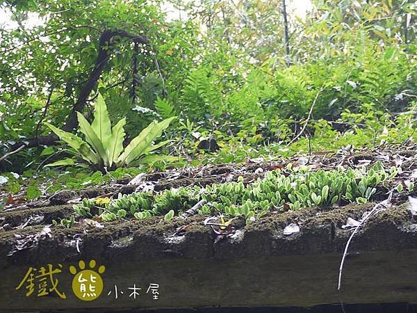 【鐵熊‧勇腳無敵】獅頭山風景區