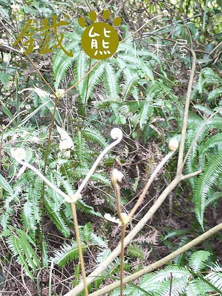 【鐵熊‧勇腳無敵】獅頭山風景區