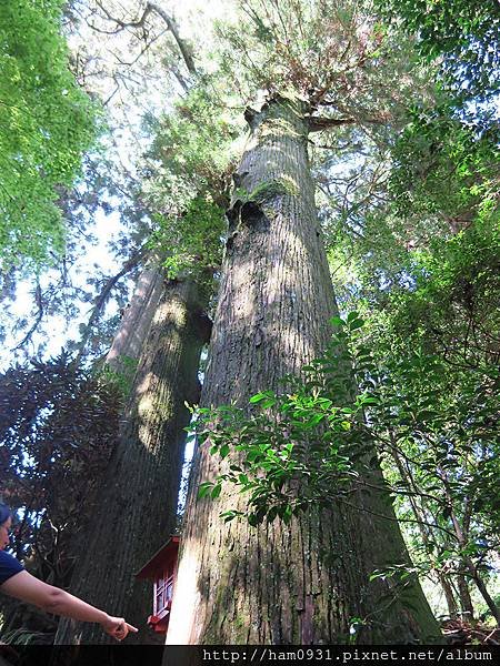 箱根神社沿途樹木