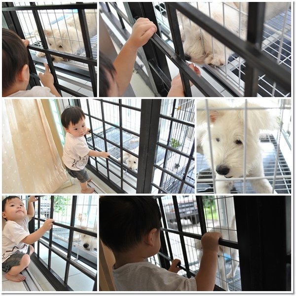 dog2.jpg