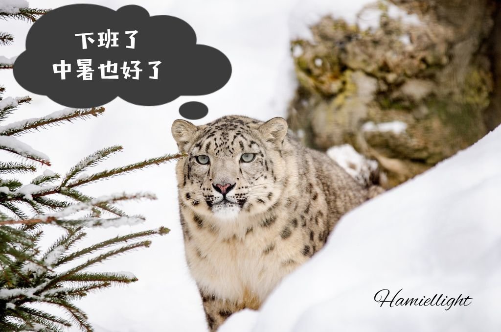 snow-leopard-1985510_1920 (1).jpg