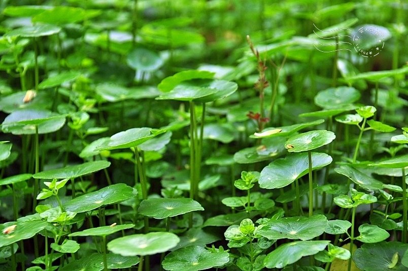 西湖渡假村銅錢草