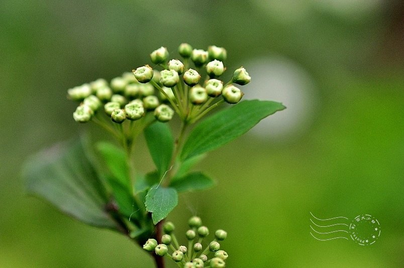 西湖渡假村薔薇