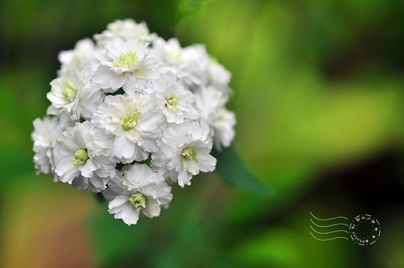 西湖渡假村薔薇