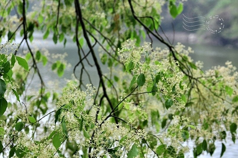 西湖渡假村樟樹