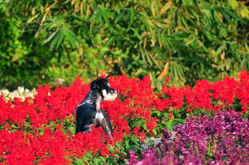 大溝溪親水步道彩虹花海